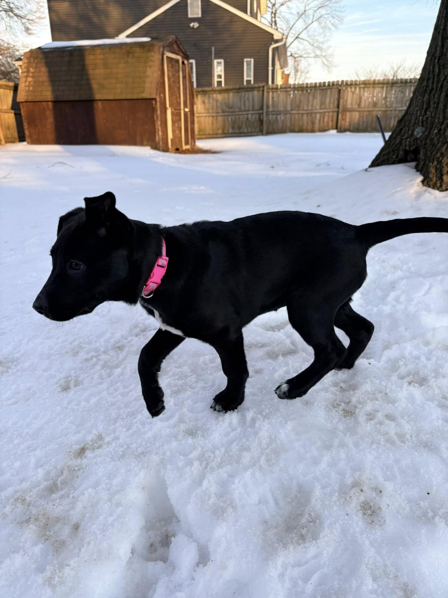 Enlarge Snooki, a ADOPTABLE mixed breed in Millersville, MD image 2/3