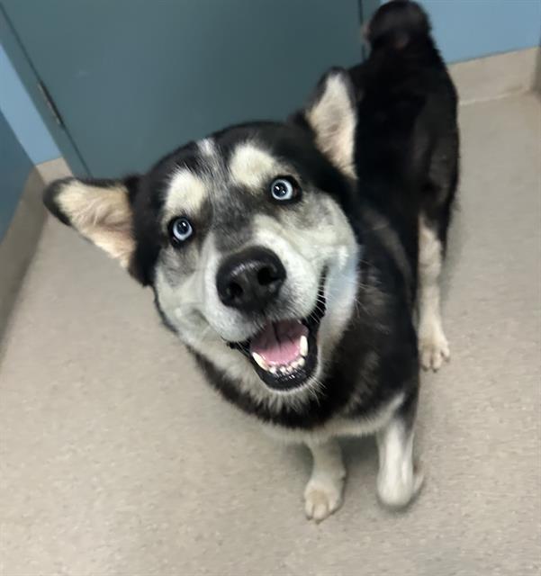 CHASE, Adoptable, Young Male Husky.