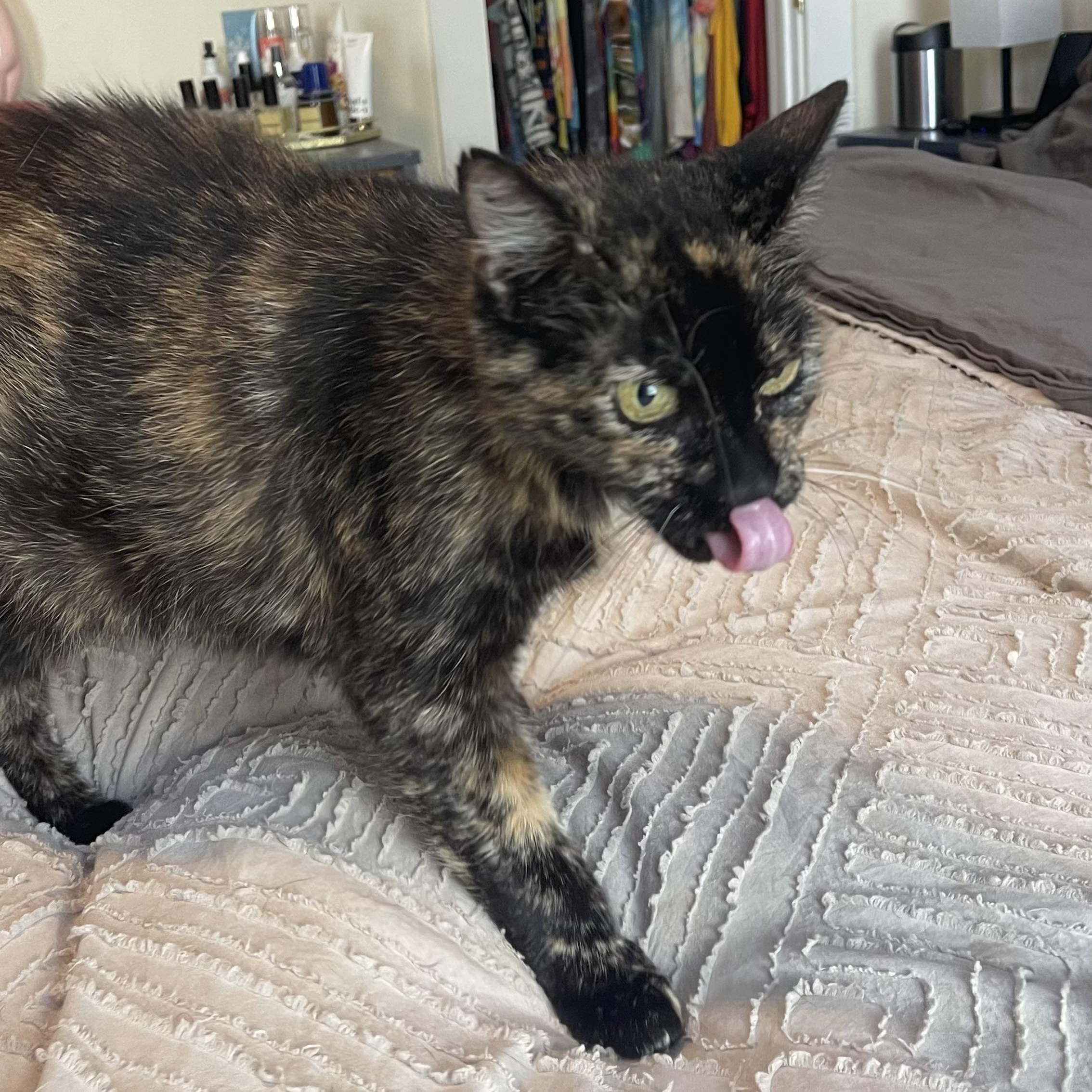 Enlarge Mrs. Orchid, a Adoptable Domestic Short Hair in Scranton, PA image 3/6