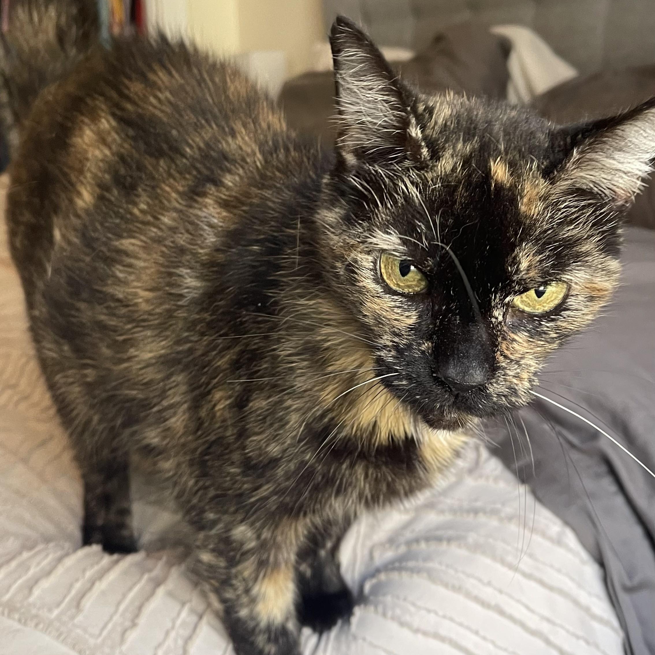 Mrs. Orchid, Adoptable, Adult Female Domestic Short Hair.