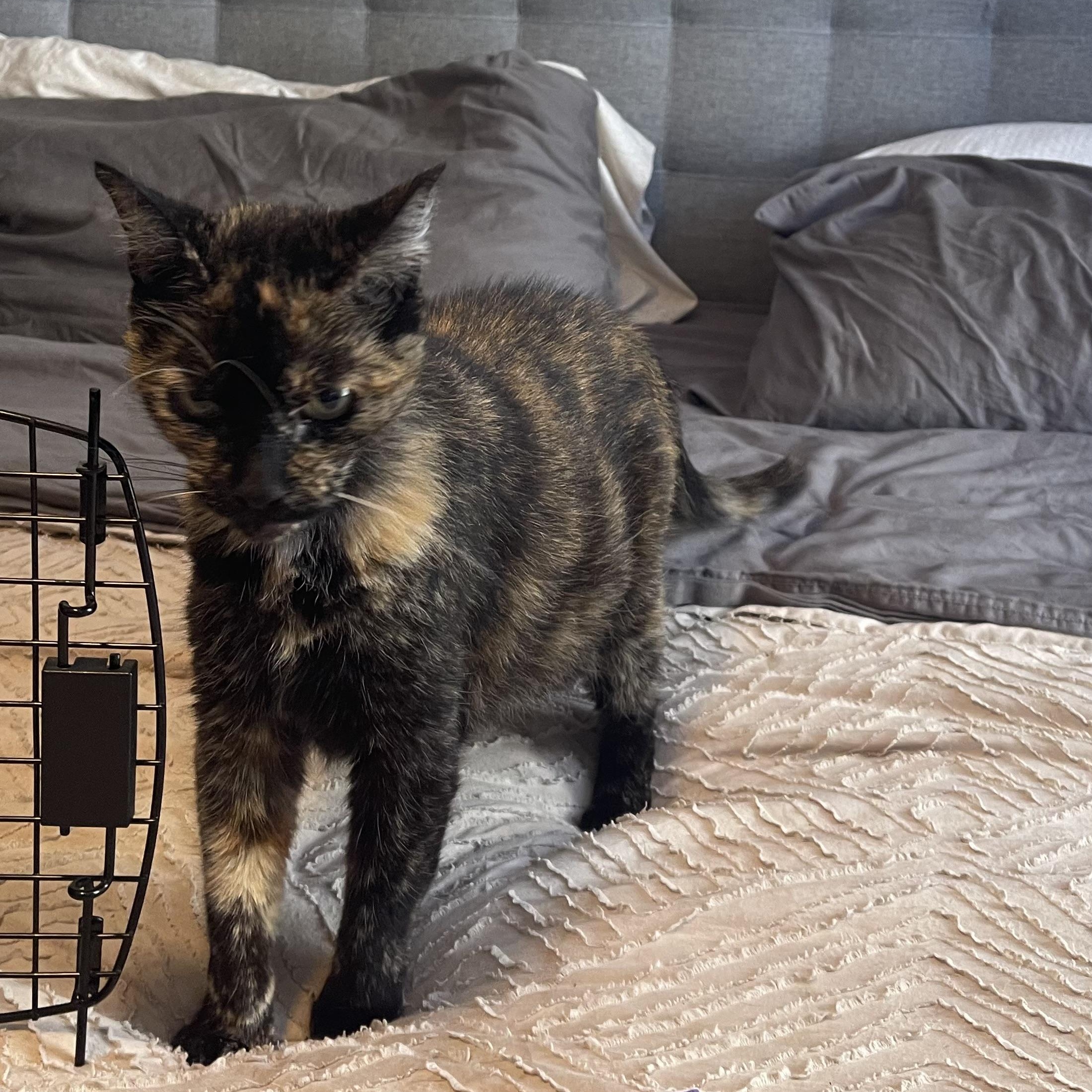 Enlarge Mrs. Orchid, a Adoptable Domestic Short Hair in Scranton, PA image 6/6