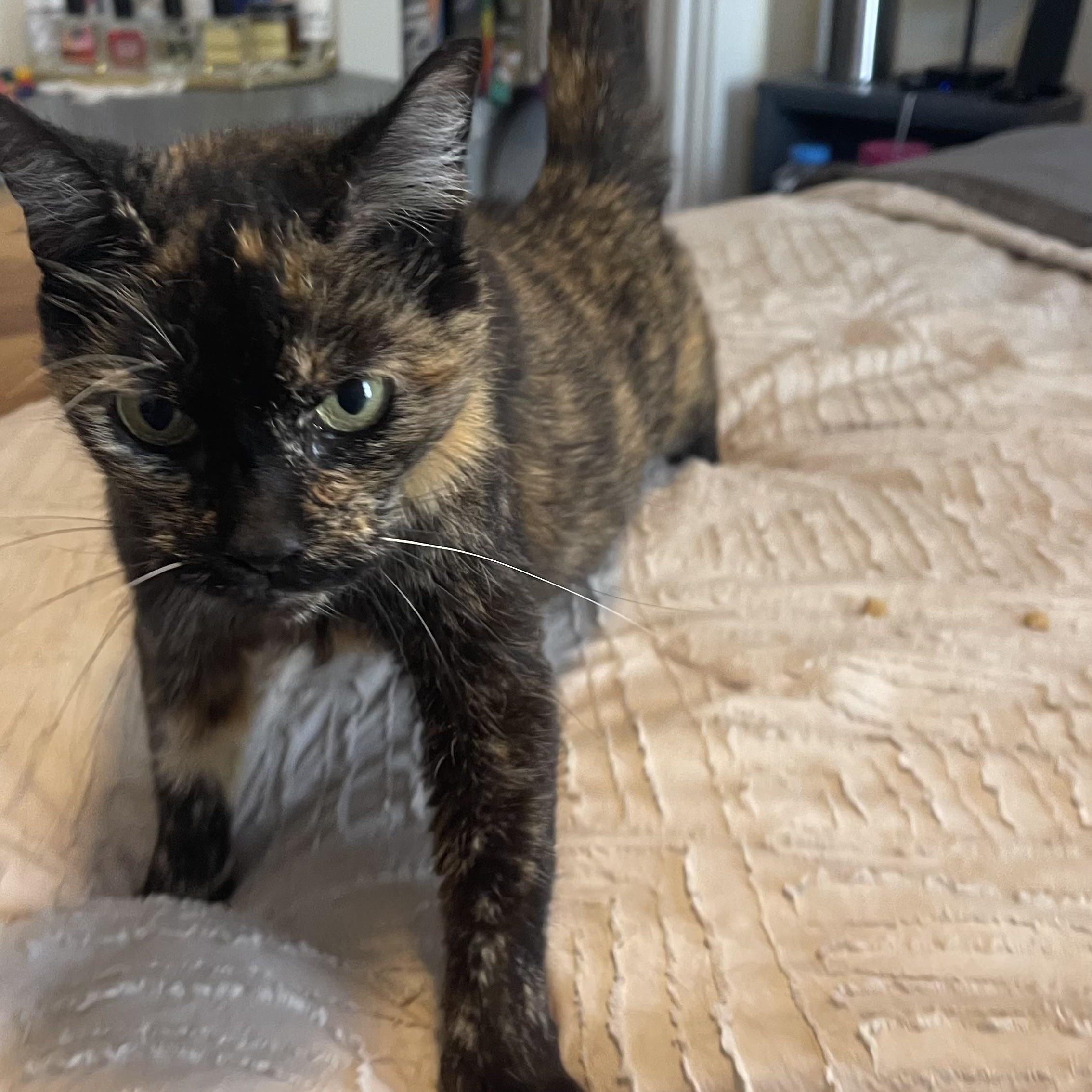 Enlarge Mrs. Orchid, a Adoptable Domestic Short Hair in Scranton, PA image 4/6