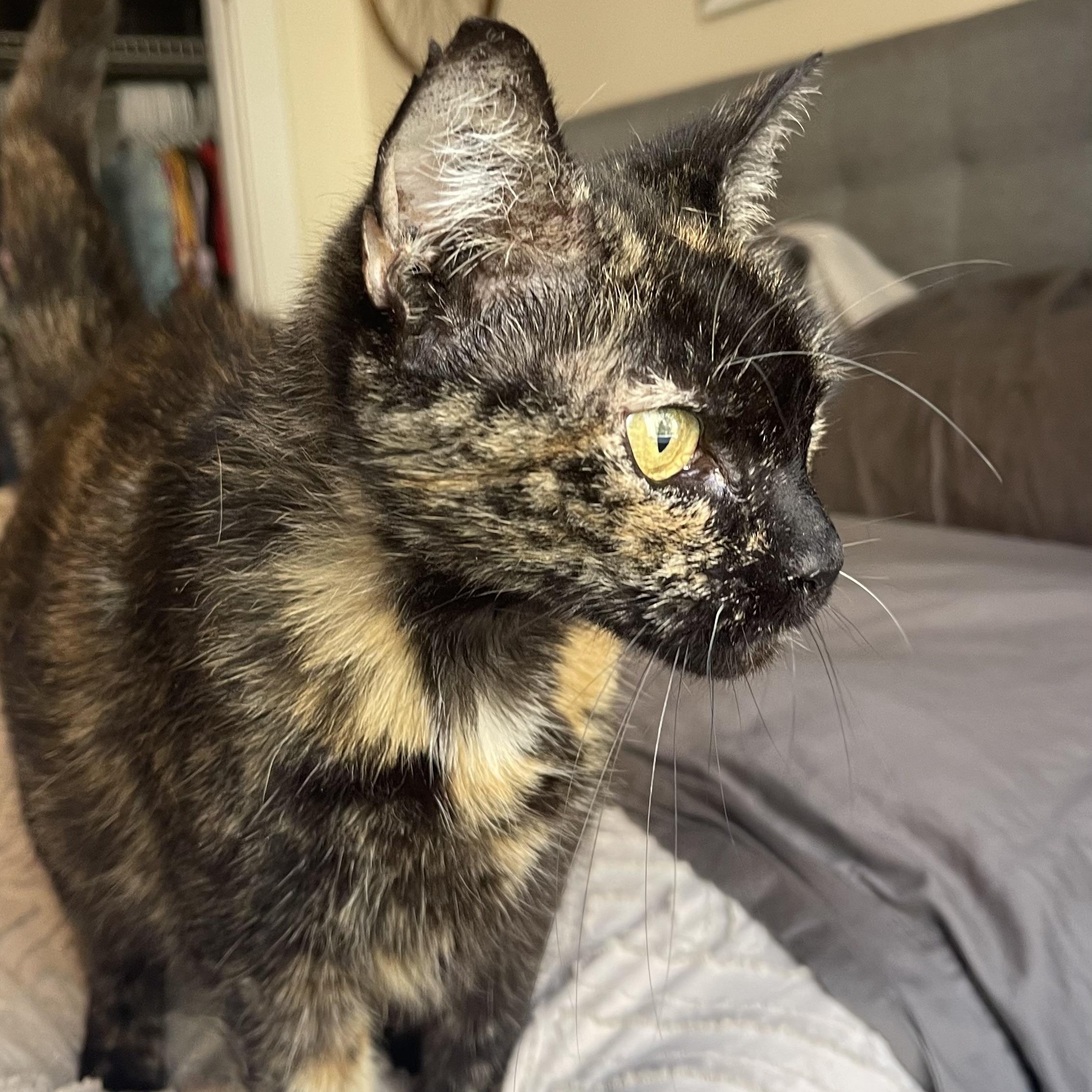 Enlarge Mrs. Orchid, a Adoptable Domestic Short Hair in Scranton, PA image 5/6