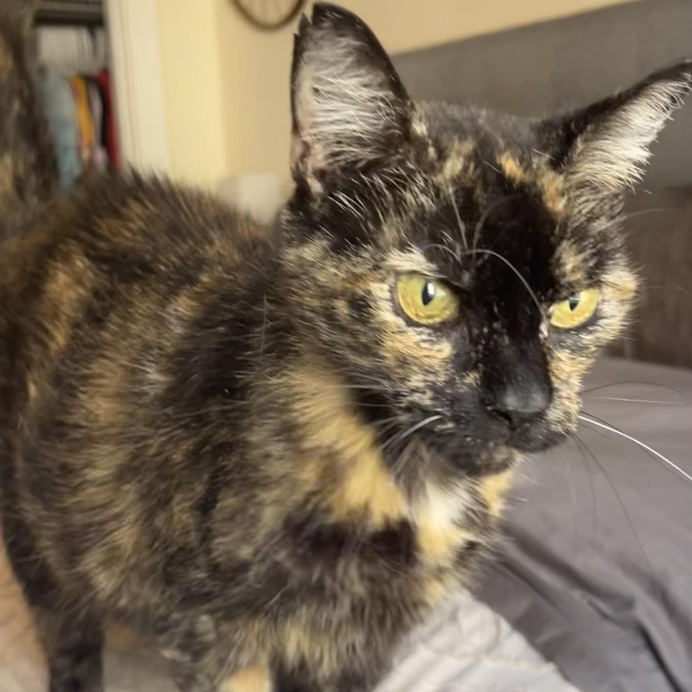 Enlarge Mrs. Orchid, a Adoptable Domestic Short Hair in Scranton, PA image 2/6