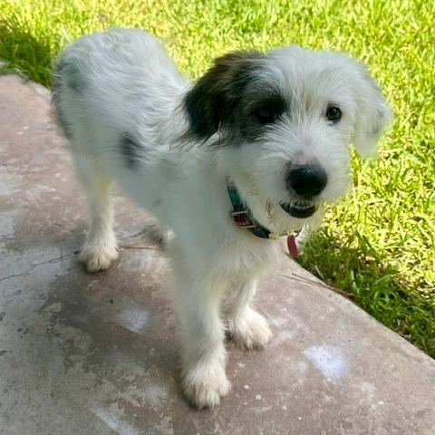 Dottie, Adoptable, Puppy Female Old English Sheepdog & Great Pyrenees.