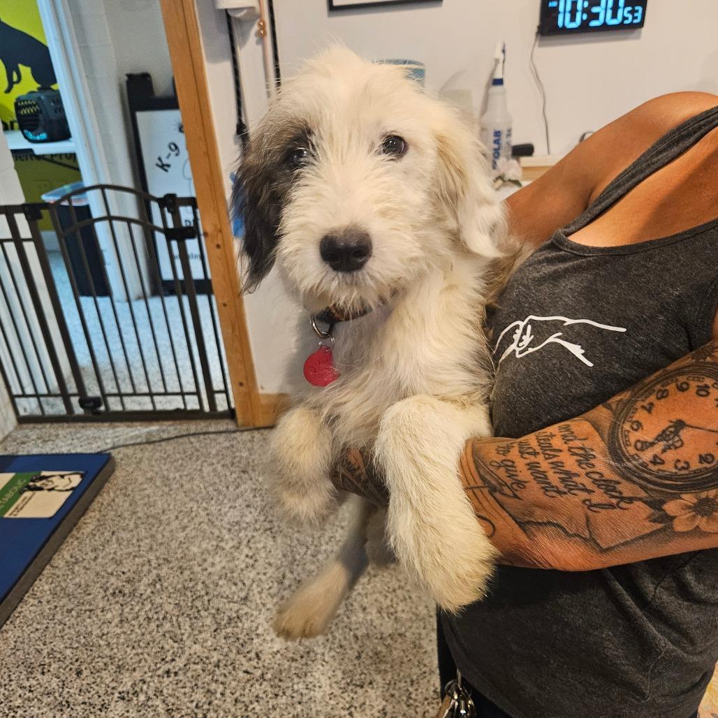 Enlarge Dottie, a Adoptable mixed breed in Houston, TX image 2/4