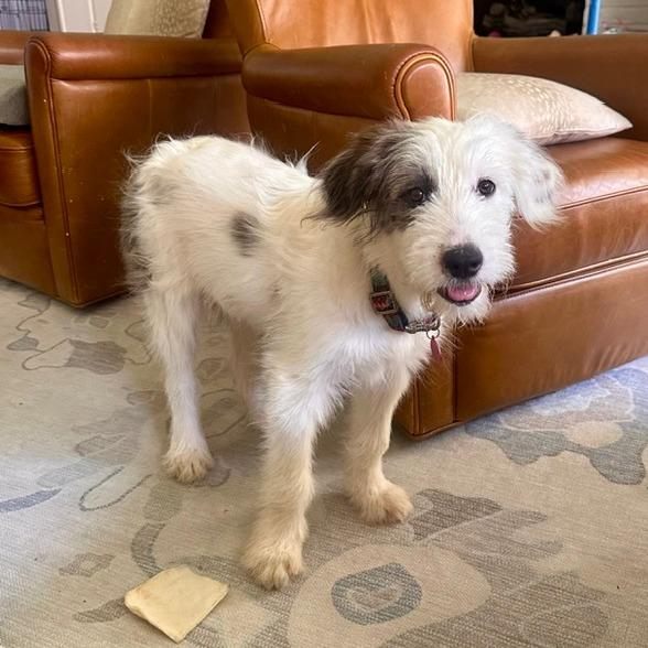 Enlarge Dottie, a Adoptable mixed breed in Houston, TX image 3/4