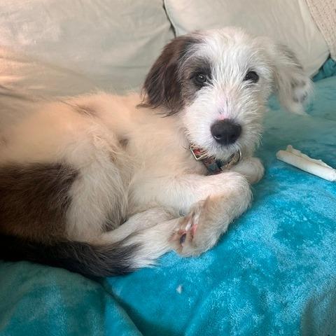 Enlarge Dottie, a Adoptable mixed breed in Houston, TX image 4/4