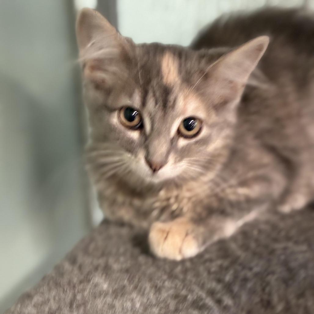 Mrs. White, Adoptable, Kitten Female Domestic Long Hair.