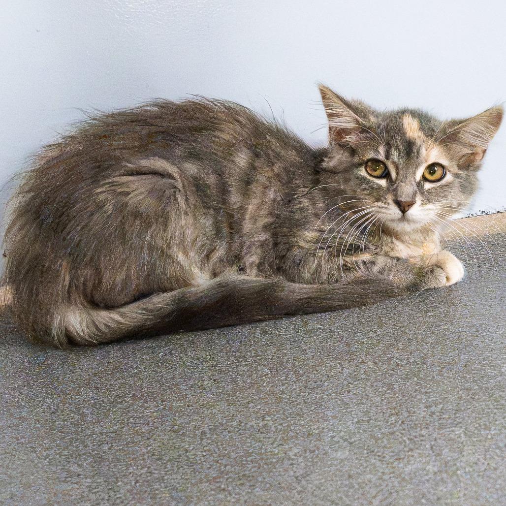 Enlarge Mrs. White, a Adoptable Domestic Long Hair in South Elgin, IL image 2/3