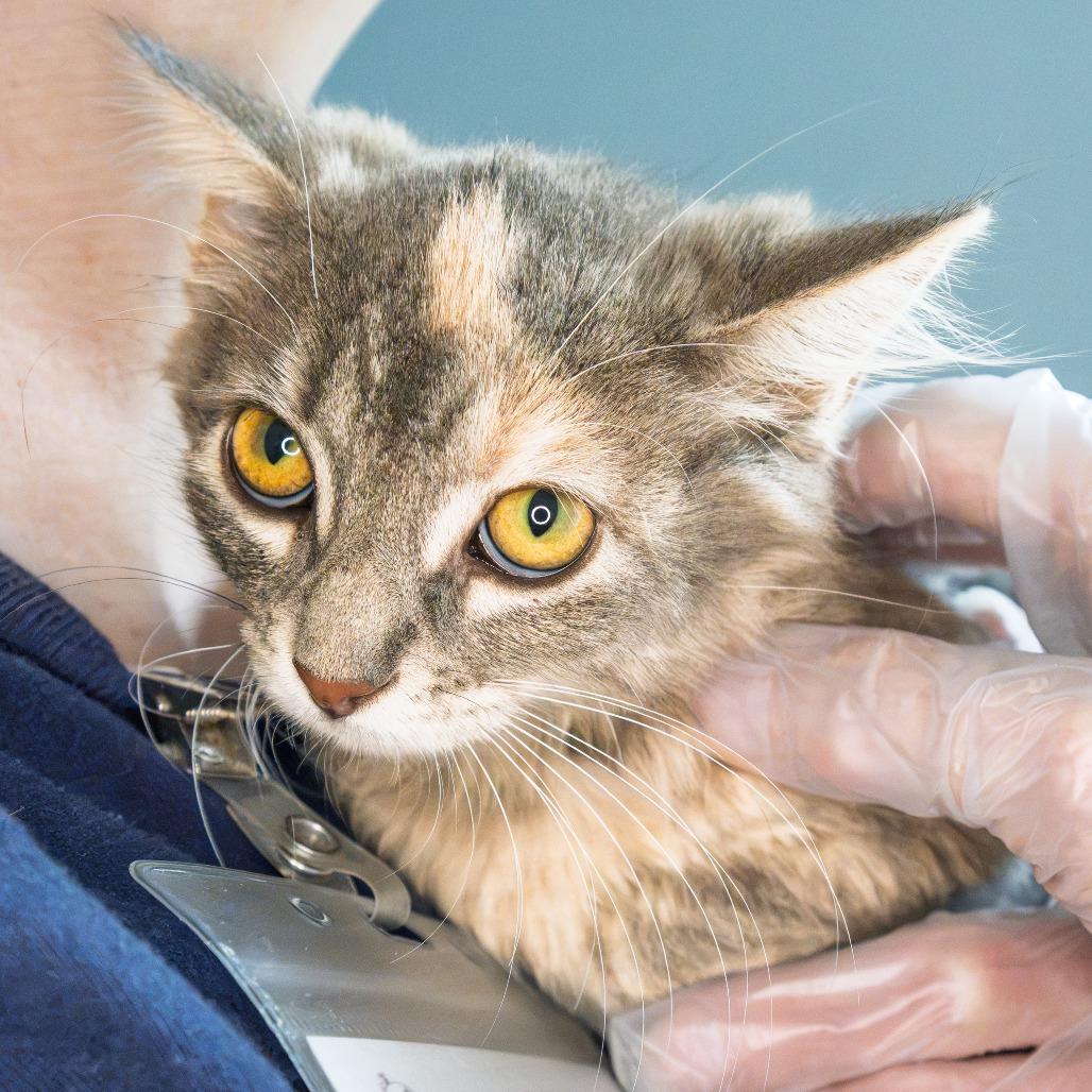Enlarge Mrs. White, a Adoptable Domestic Long Hair in South Elgin, IL image 3/3