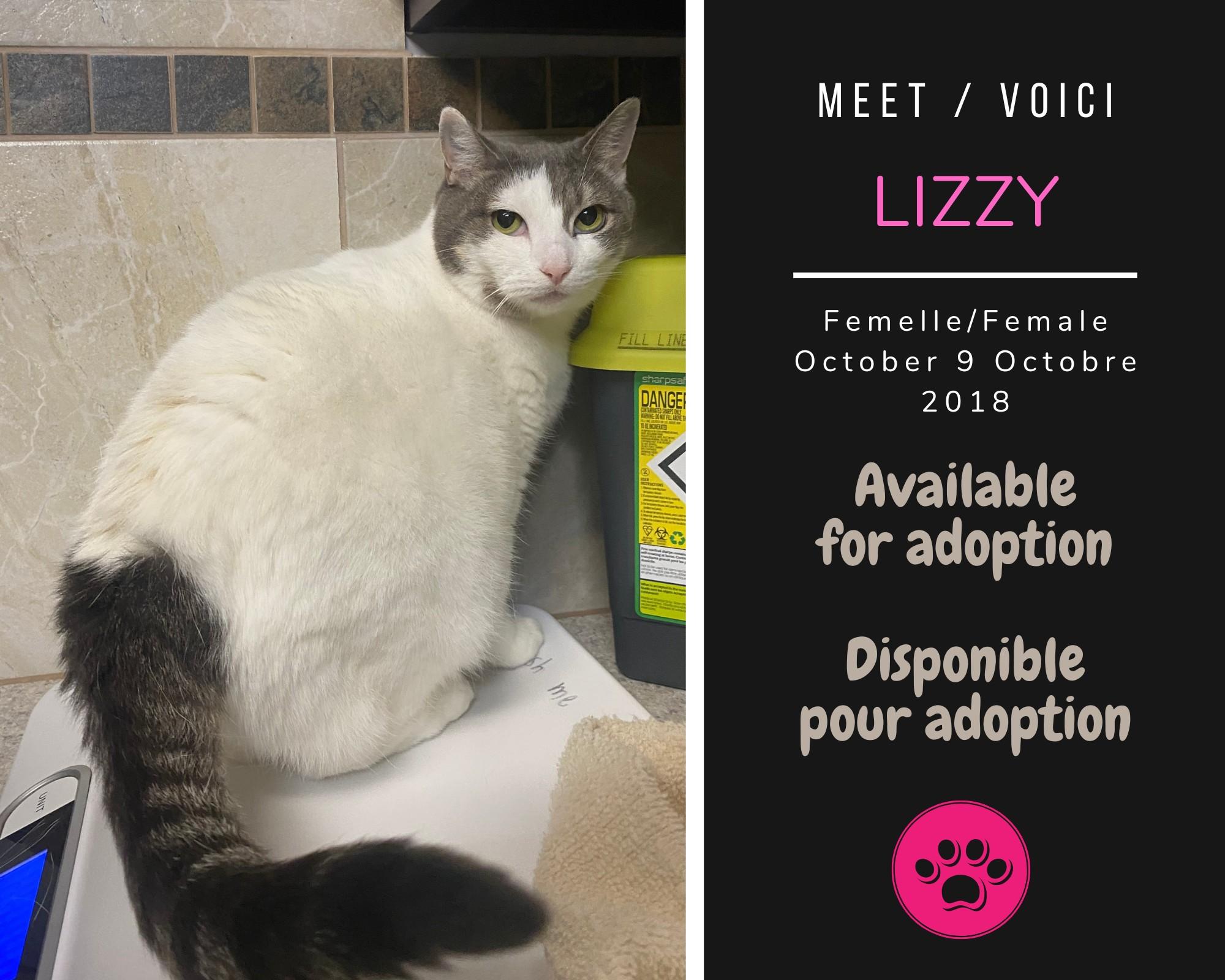 Lizzy, Adoptable, Senior Female Domestic Short Hair.