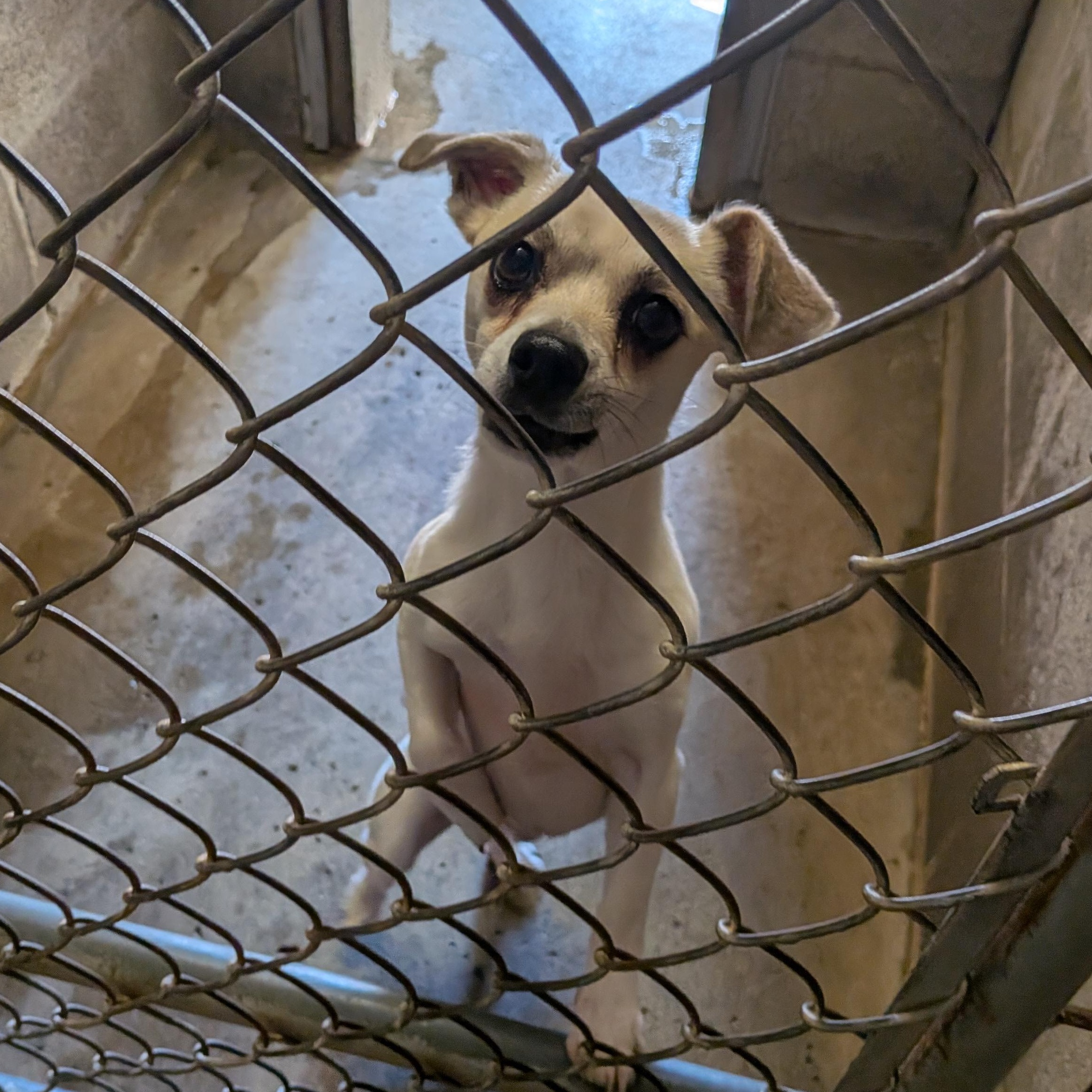 Peeps, Adopted, Adult Male Chihuahua.