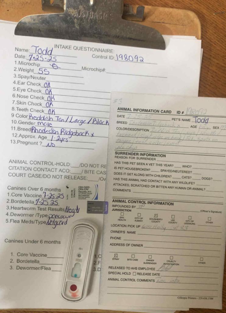 Todd, Adoptable, Adult Male Mixed Breed.