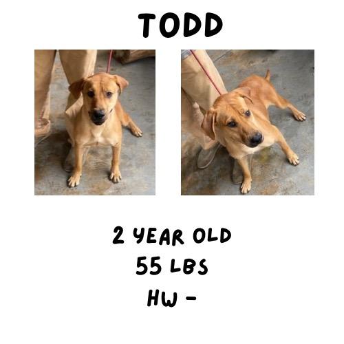 Enlarge Todd, a Adoptable mixed breed in Albany, GA image 2/2