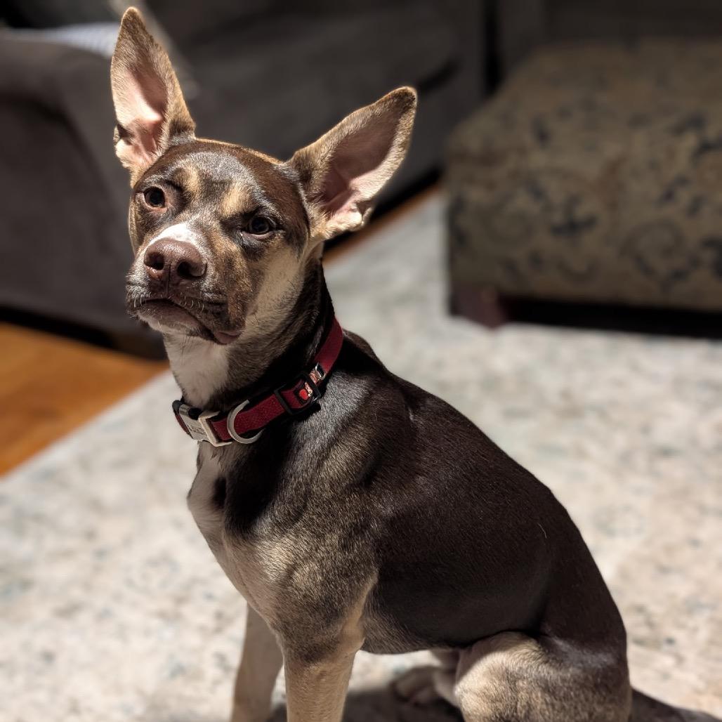 Ross C-33938, Adoptable, Young Male Doberman Pinscher & Husky.