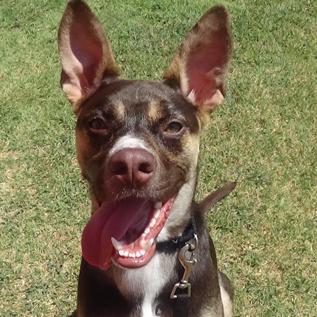 Ross C-33938, a Adoptable mixed breed in Merritt Island, FL image 2/6