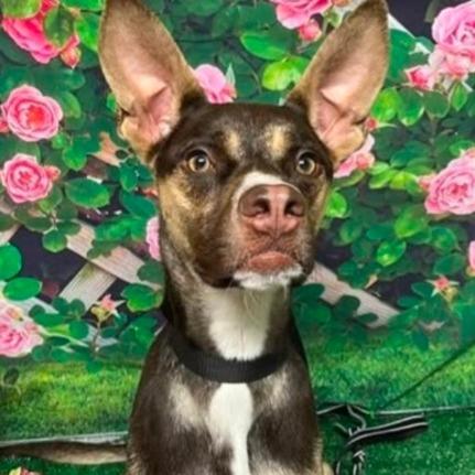 Ross C-33938, a Adoptable mixed breed in Merritt Island, FL image 3/6