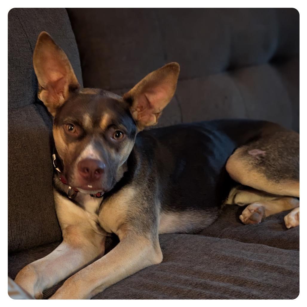 Ross C-33938, a Adoptable mixed breed in Merritt Island, FL image 4/6