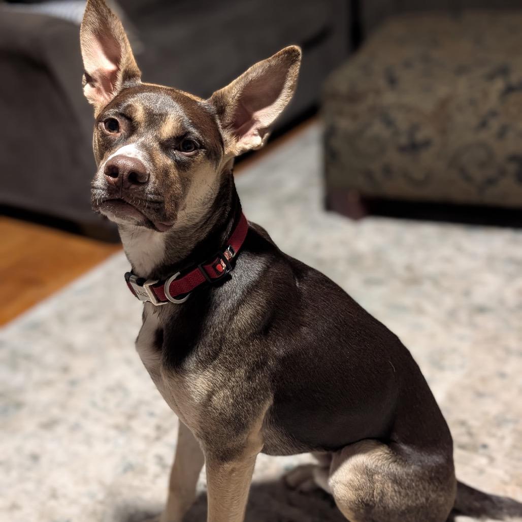 Ross C-33938, a Adoptable mixed breed in Merritt Island, FL image 5/6