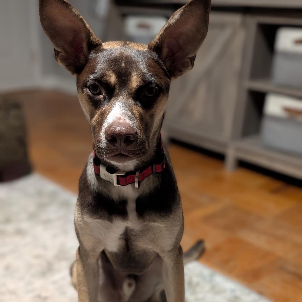 Ross C-33938, a Adoptable mixed breed in Merritt Island, FL image 6/6