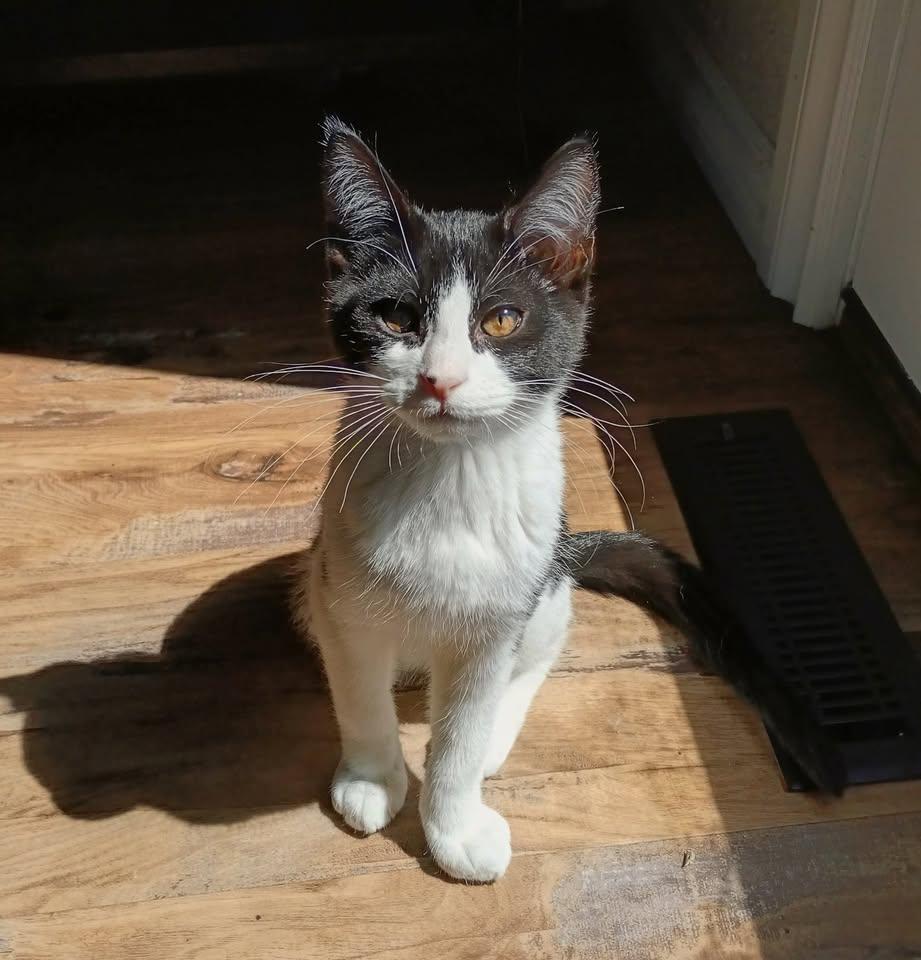 Ozzy, Adoptable, Kitten Male Tuxedo.