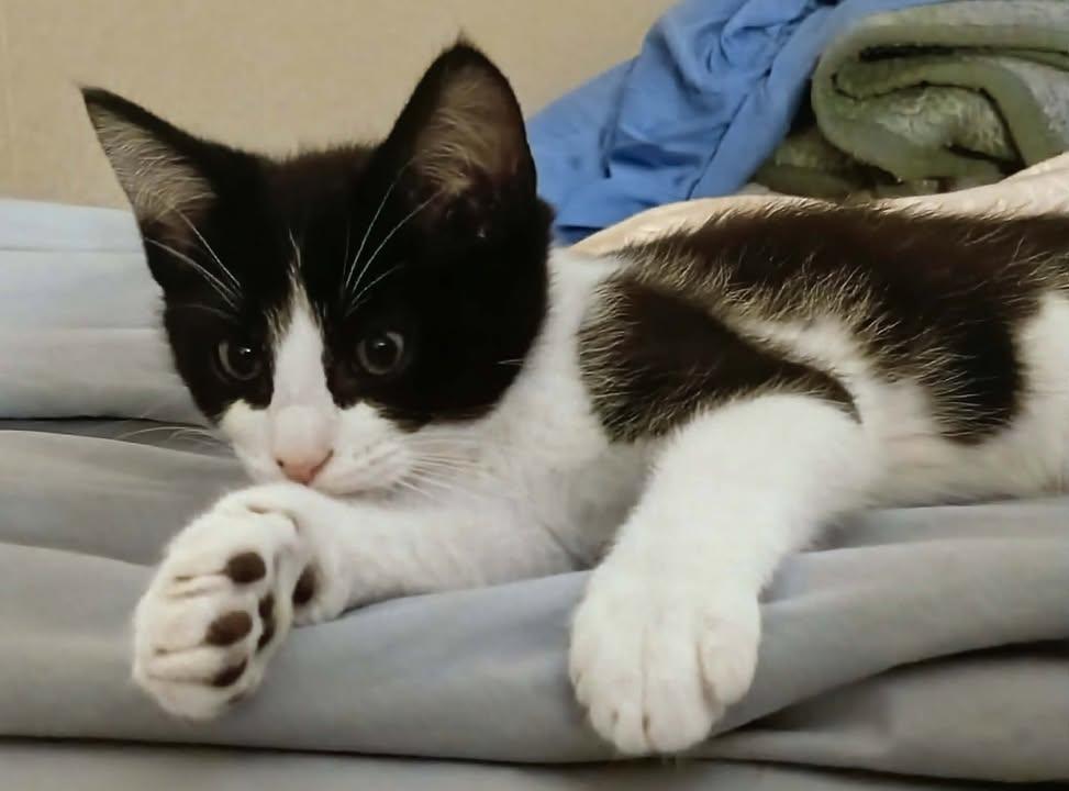 Ozzy, a Adoptable Tuxedo in Cut Bank, MT image 2/6