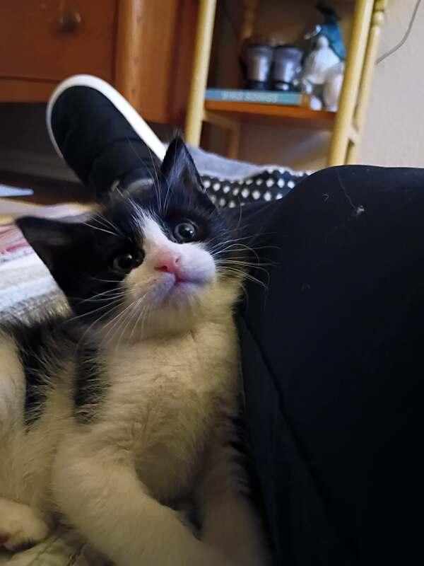 Ozzy, a Adoptable Tuxedo in Cut Bank, MT image 4/6