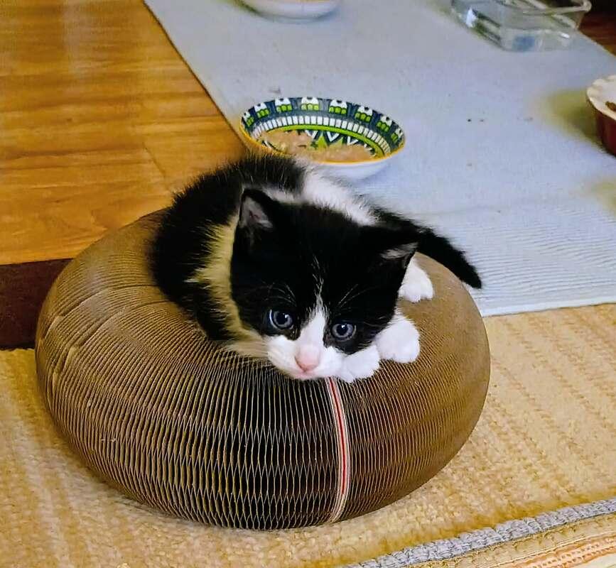 Ozzy, a Adoptable Tuxedo in Cut Bank, MT image 3/6