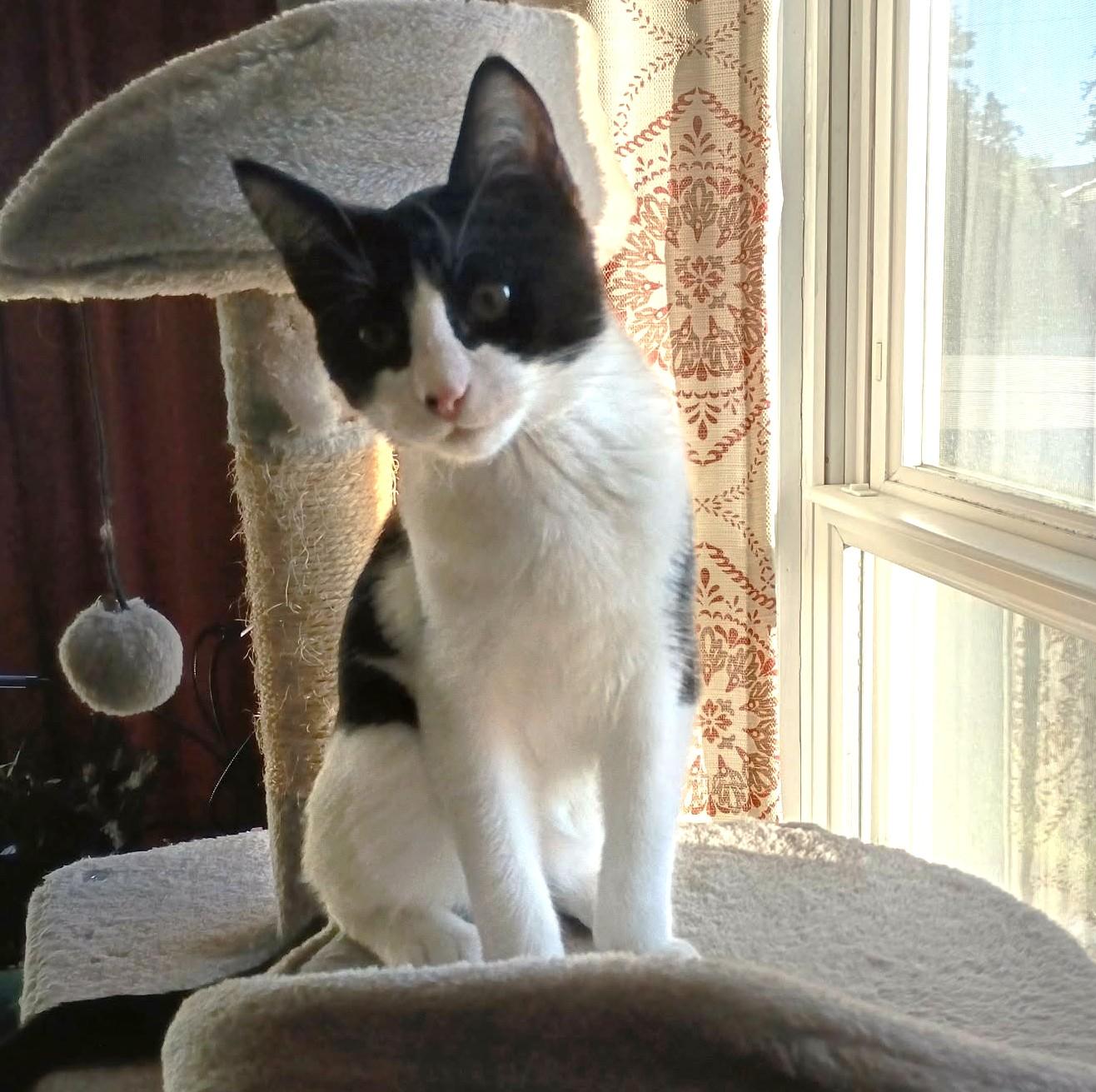 Ozzy, a Adoptable Tuxedo in Cut Bank, MT image 5/6