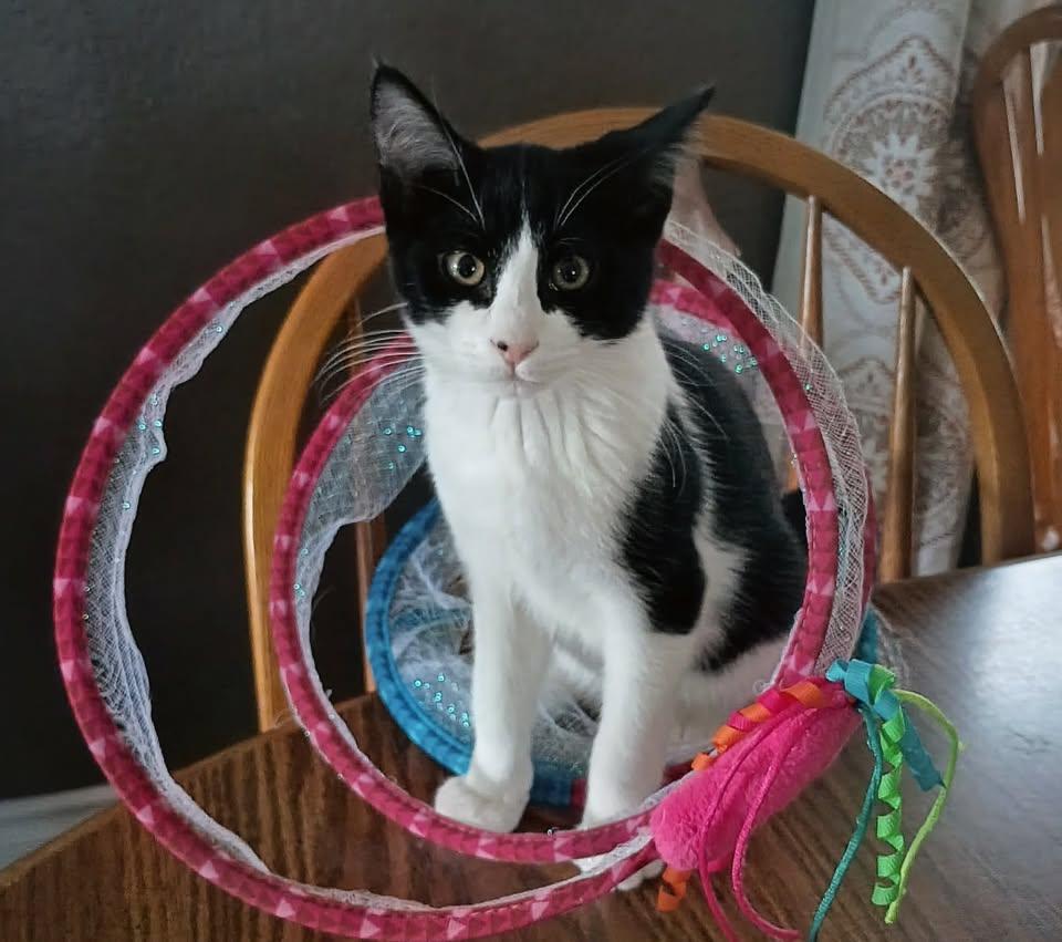 Ozzy, a Adoptable Tuxedo in Cut Bank, MT image 6/6
