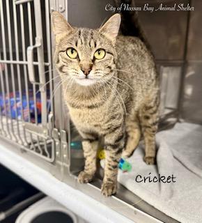 F10-26 Cricket, ADOPTABLE, Young Female American Shorthair.