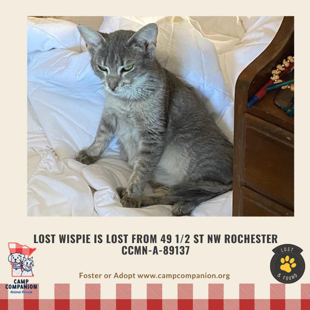 Wispie is LOST — thumbnail 2