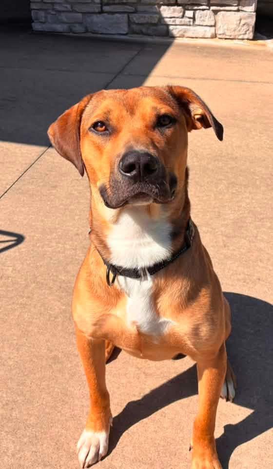 Enlarge Peanut, a Adoptable mixed breed in Columbia, MO image 4/5