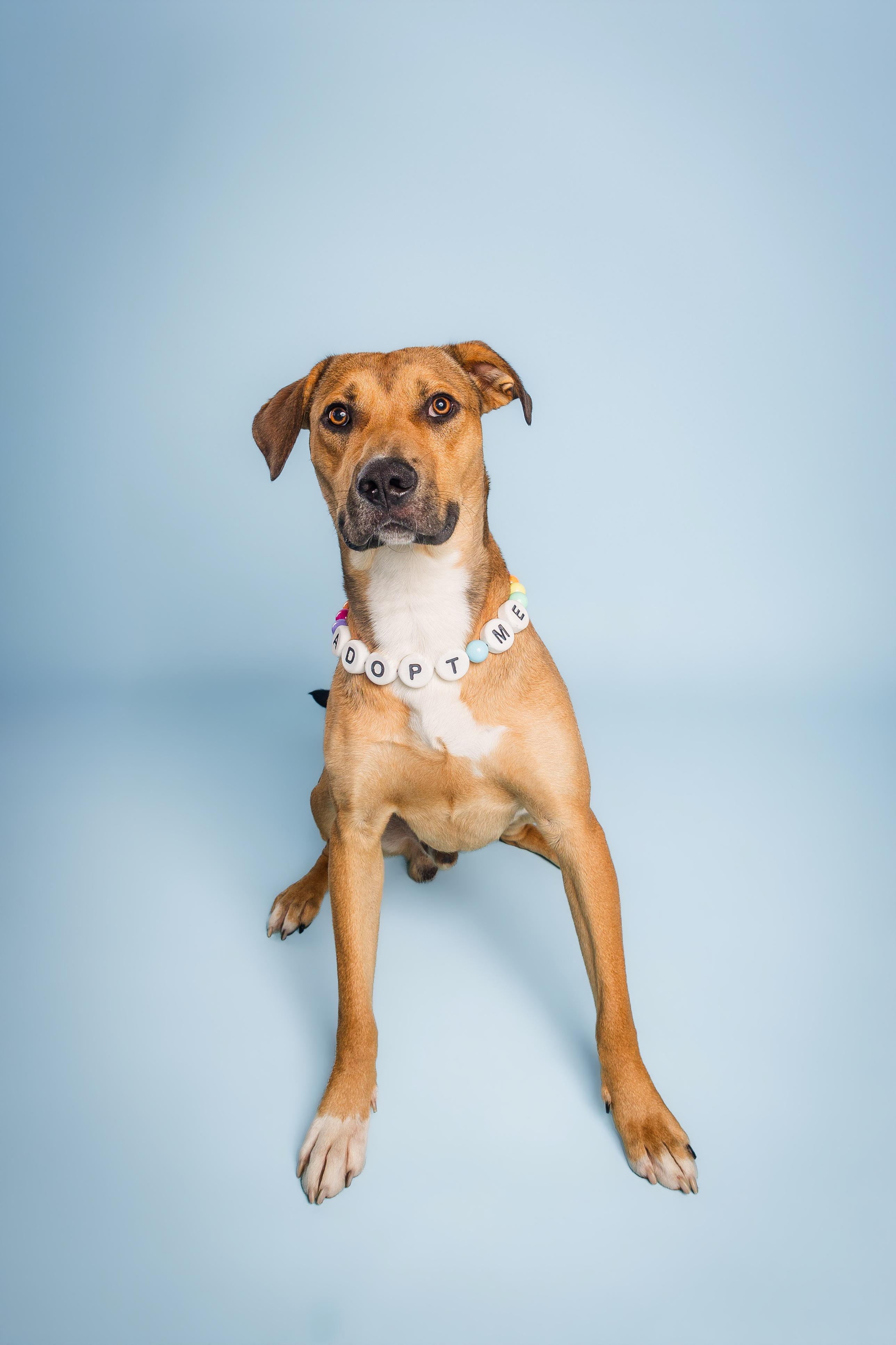 Enlarge Peanut, a Adoptable mixed breed in Columbia, MO image 2/5