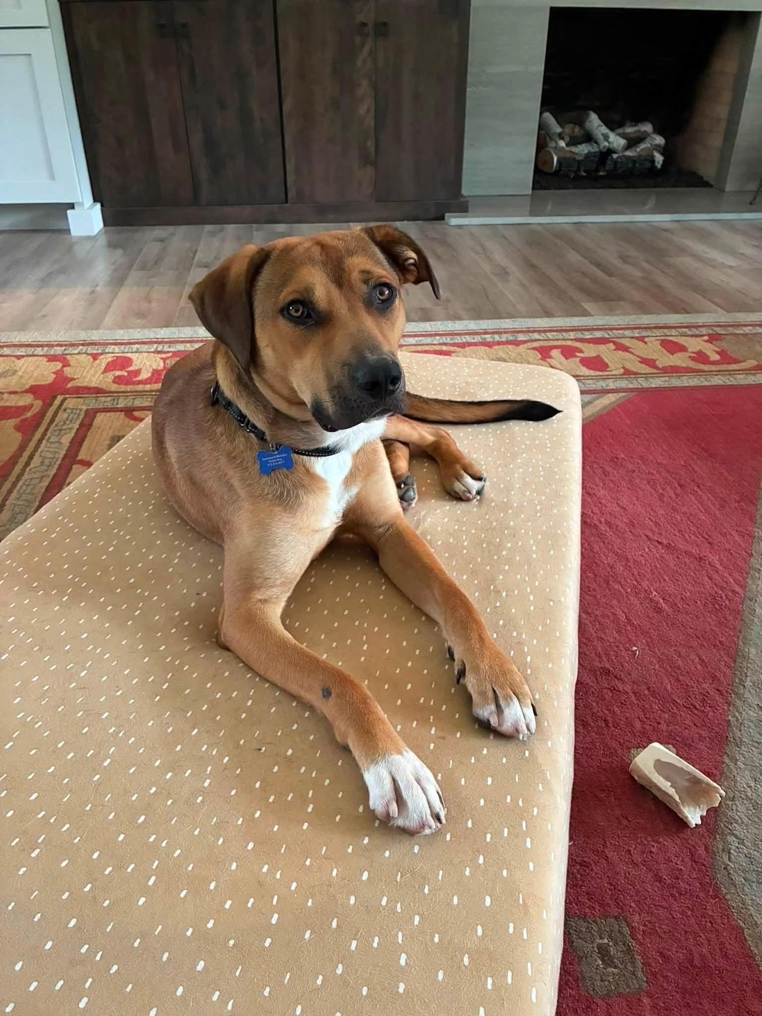 Peanut, ADOPTABLE, Young Male Shepherd & Pit Bull Terrier.