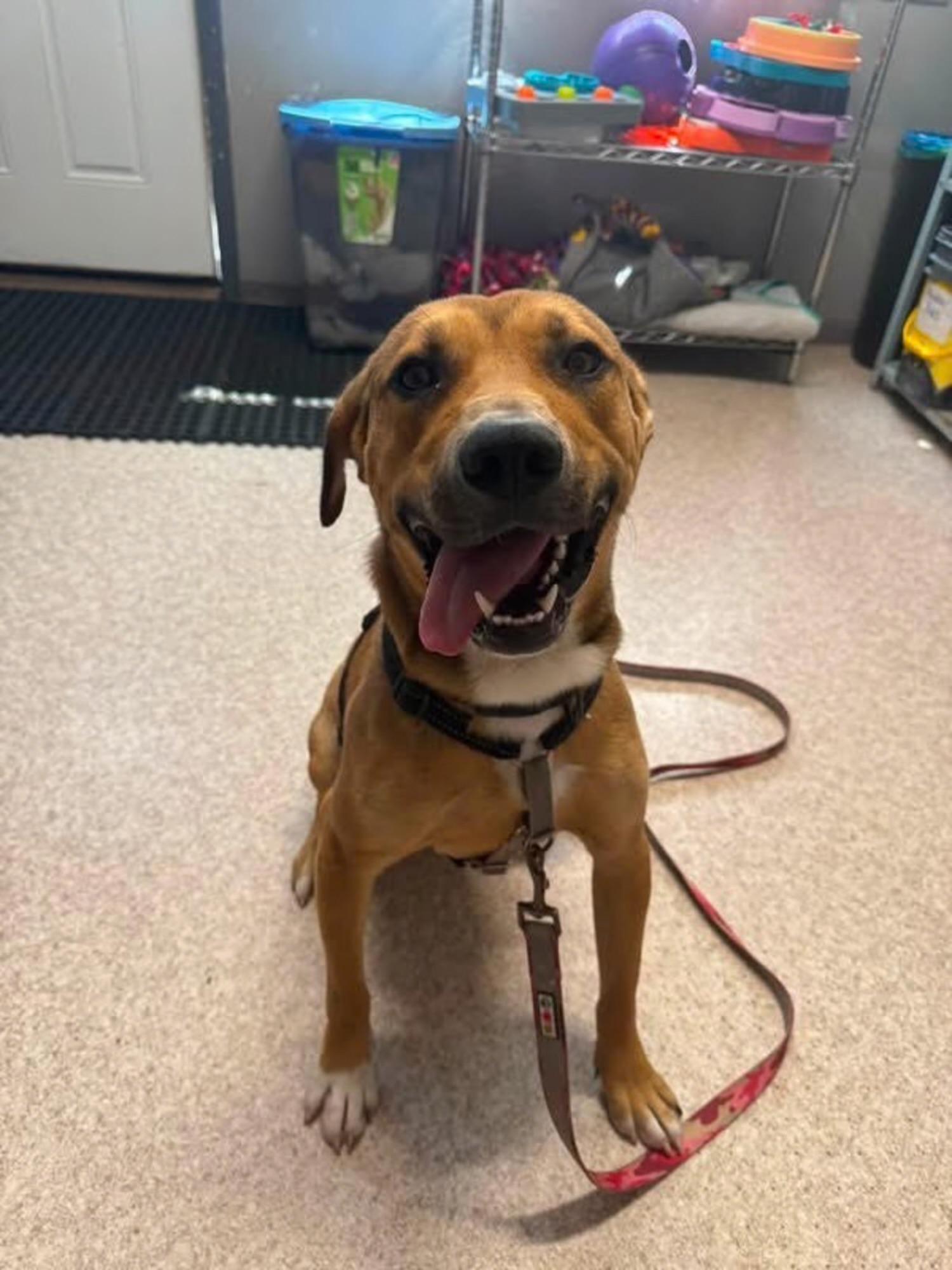 Peanut, a ADOPTABLE mixed breed in Columbia, MO image 3/3