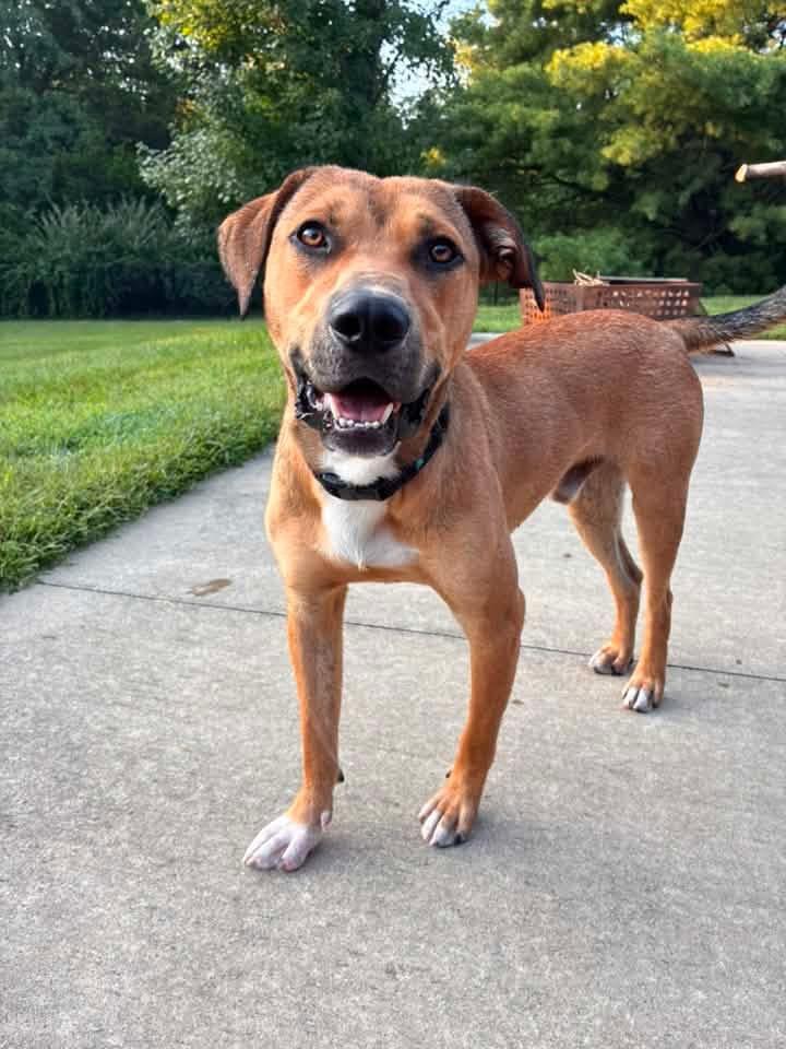 Enlarge Peanut, a Adoptable mixed breed in Columbia, MO image 5/5
