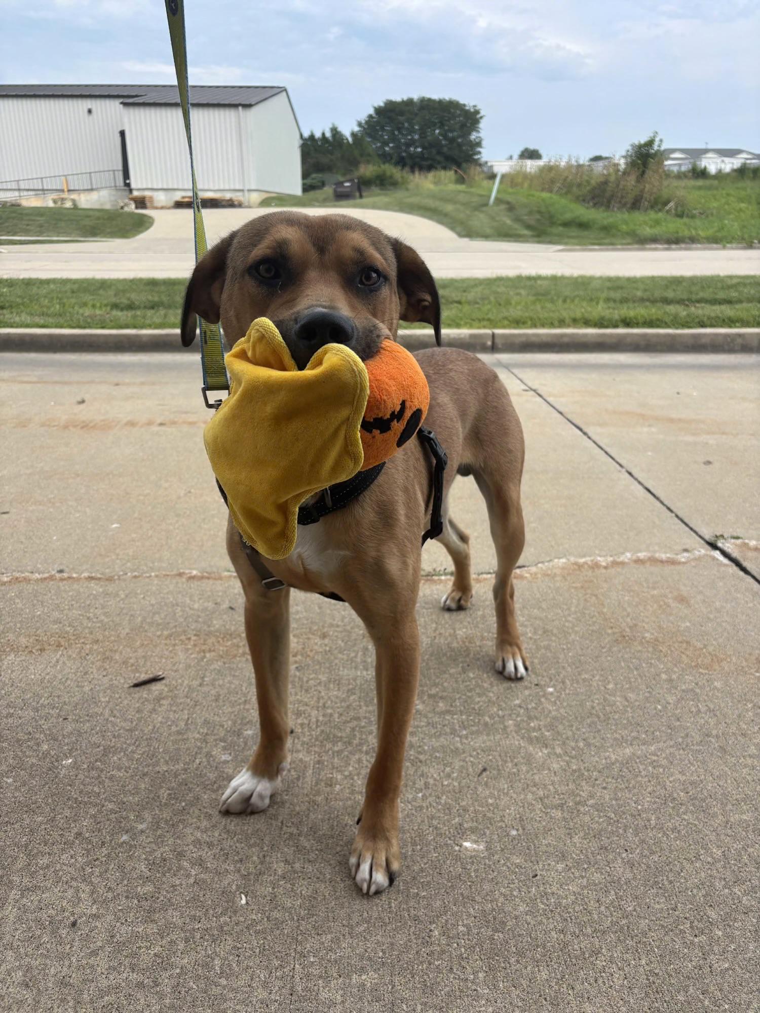 Peanut, a ADOPTABLE mixed breed in Columbia, MO image 2/3
