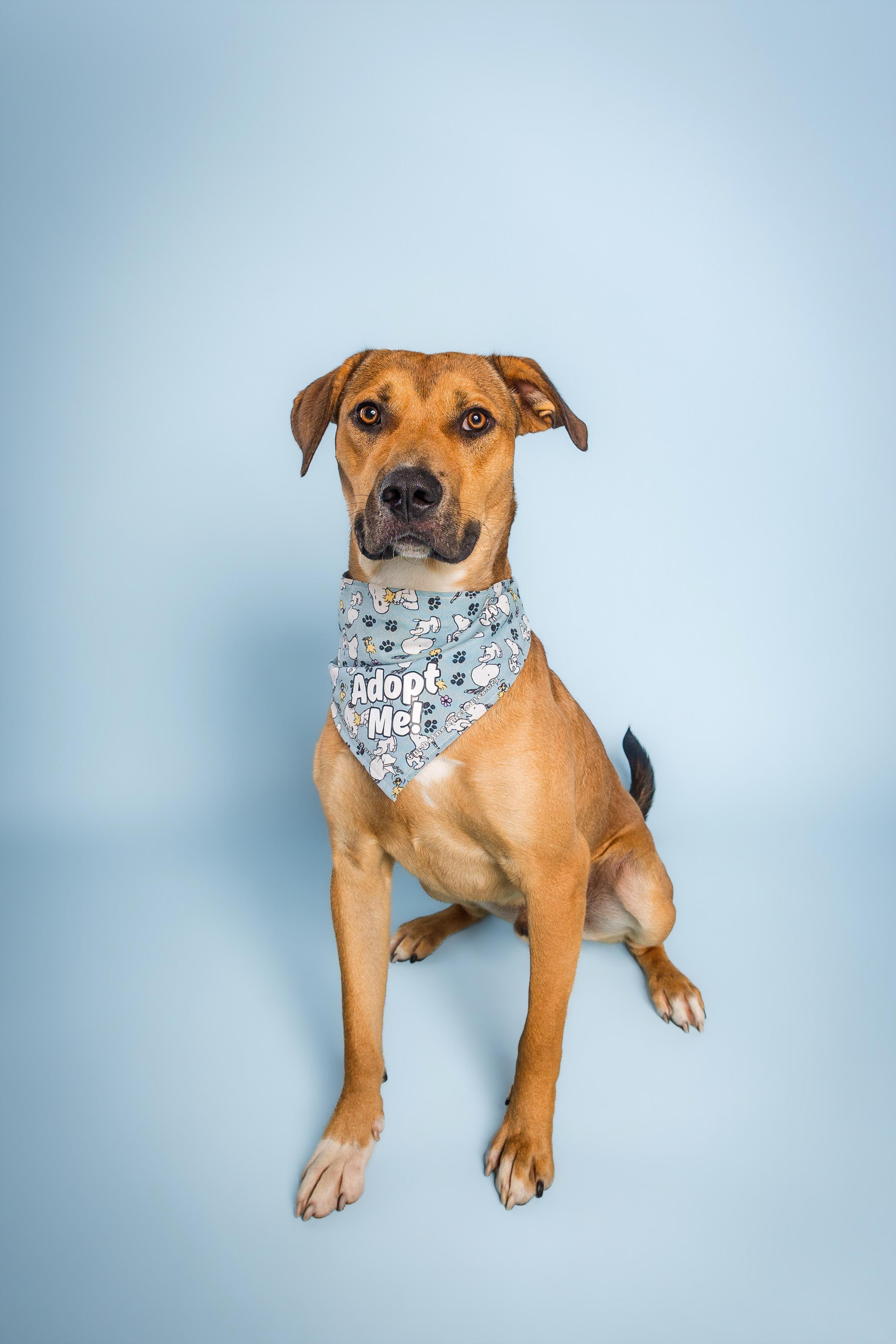 Enlarge Peanut, a Adoptable mixed breed in Columbia, MO image 1/5