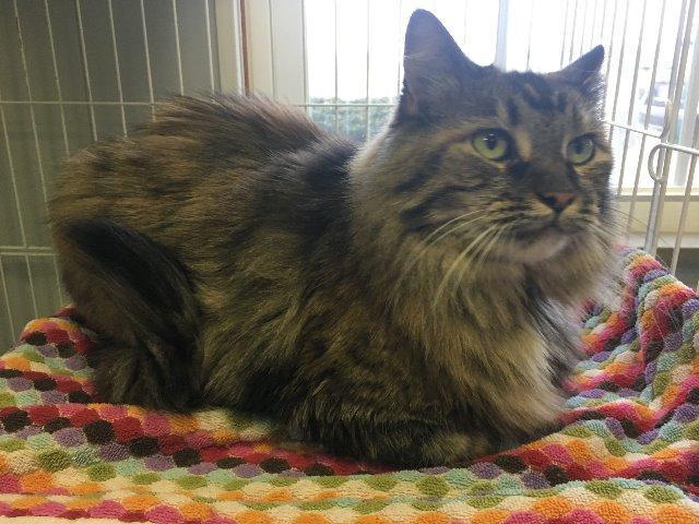 Dutchess, Adoptable, Senior Female Domestic Long Hair.