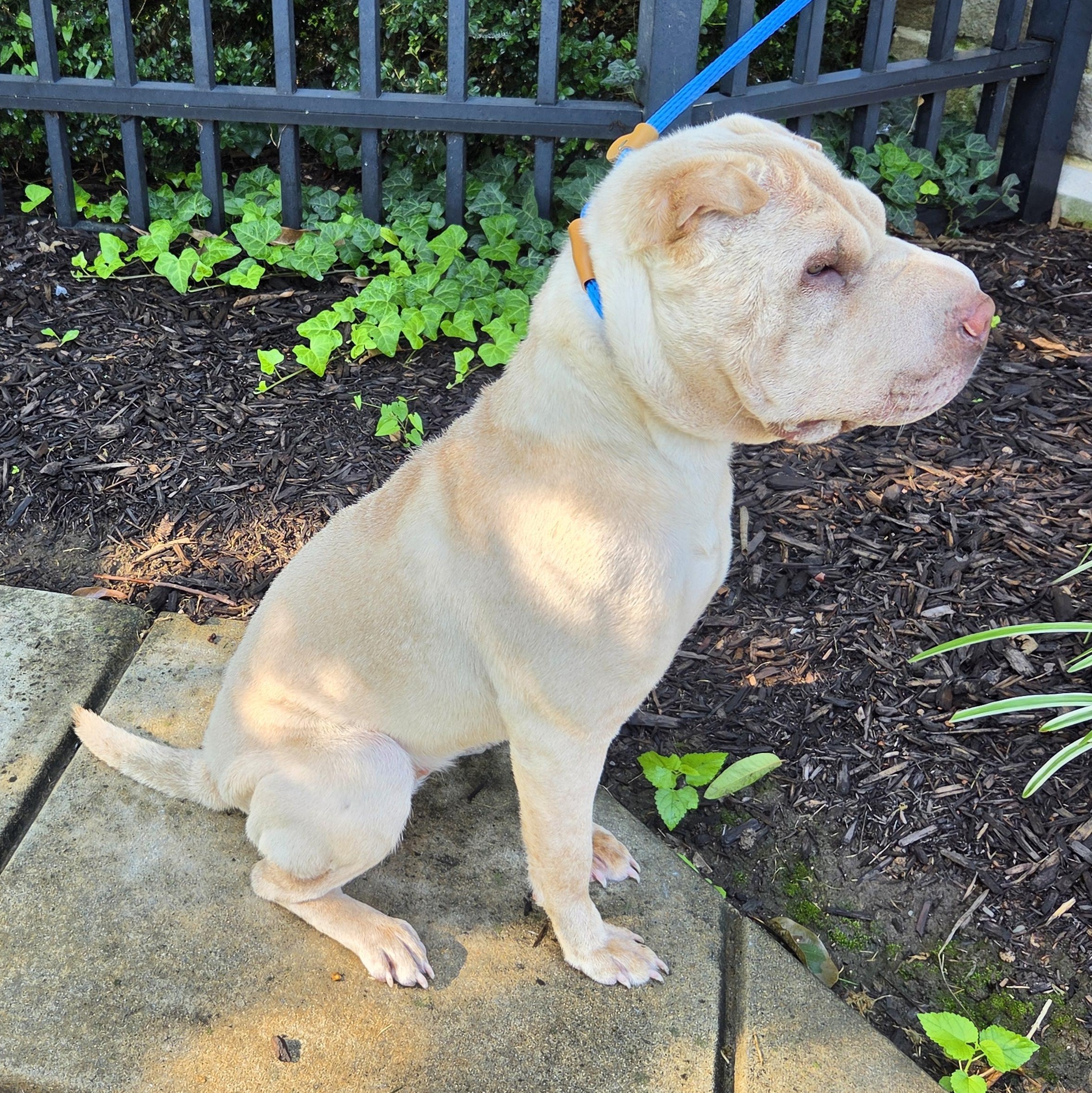 Enlarge Savanna, a Adoptable Shar-Pei in Lancaster, PA image 2/5