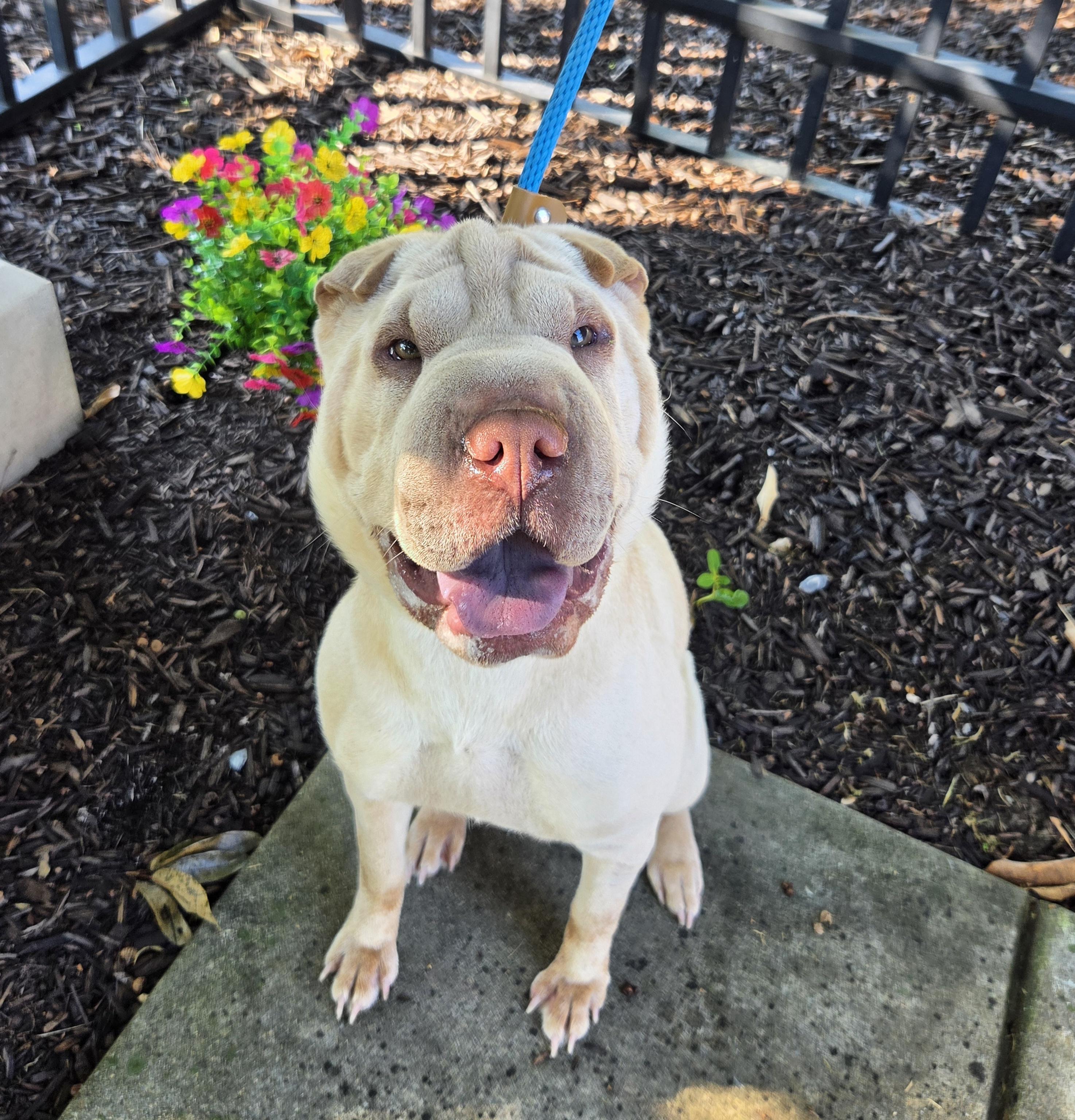 Enlarge Savanna, a Adoptable Shar-Pei in Lancaster, PA image 1/5