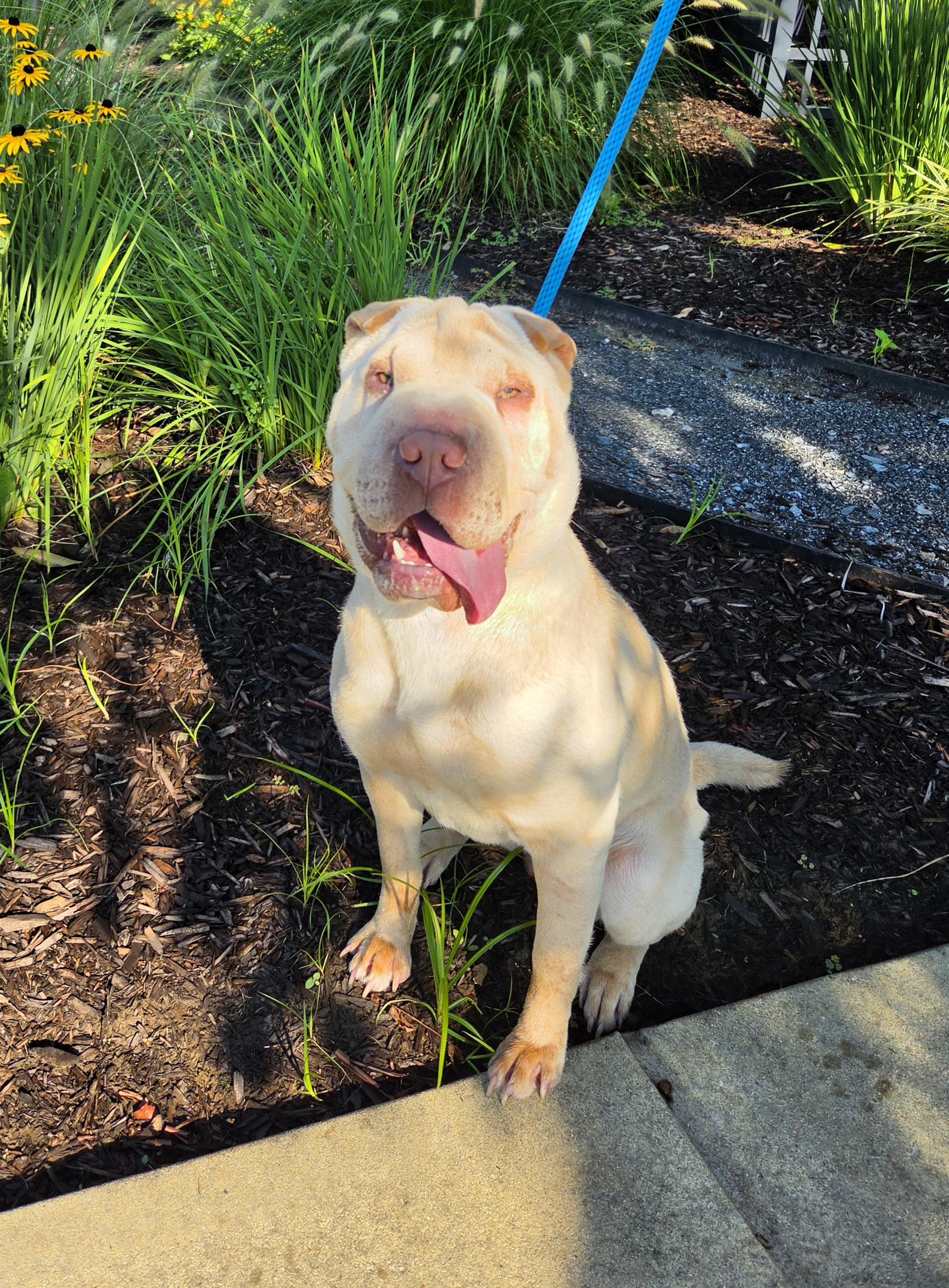 Enlarge Savanna, a Adoptable Shar-Pei in Lancaster, PA image 4/5