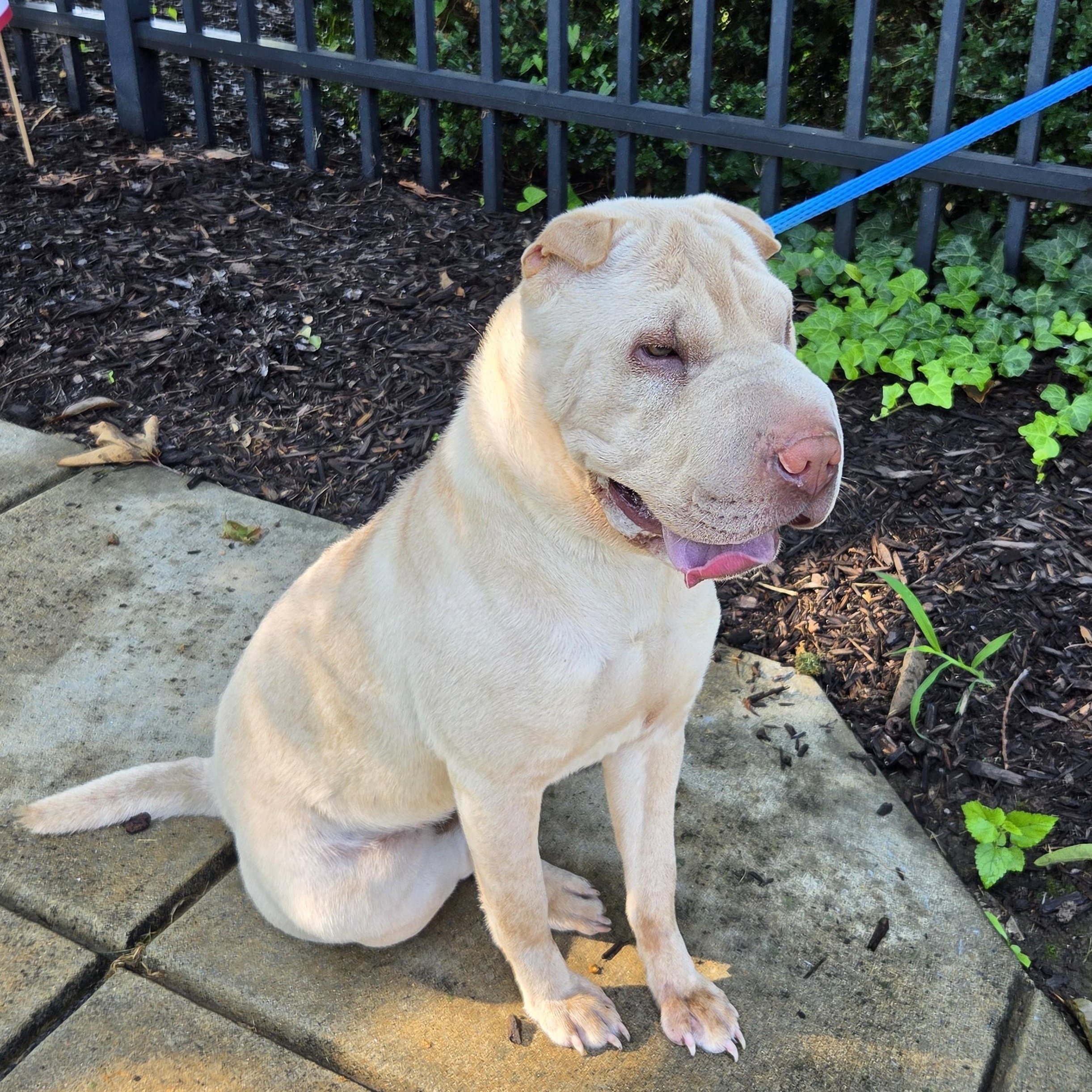 Enlarge Savanna, a Adoptable Shar-Pei in Lancaster, PA image 3/5
