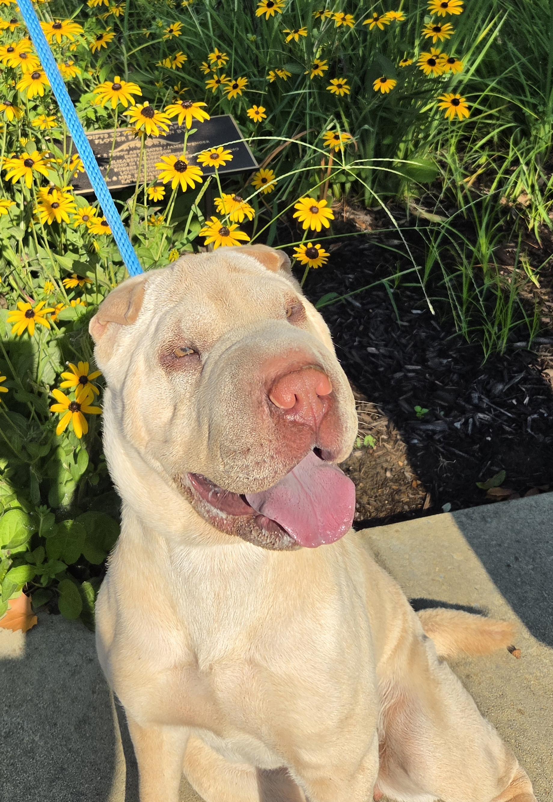 Enlarge Savanna, a Adoptable Shar-Pei in Lancaster, PA image 5/5