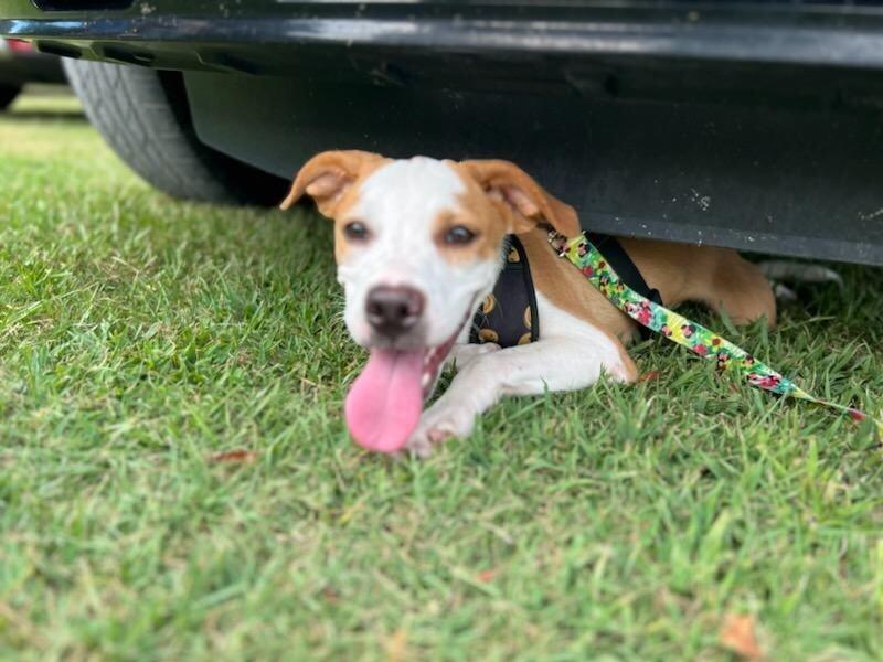 Enlarge Dorothy, a Adoptable mixed breed in Monroe, LA image 1/2