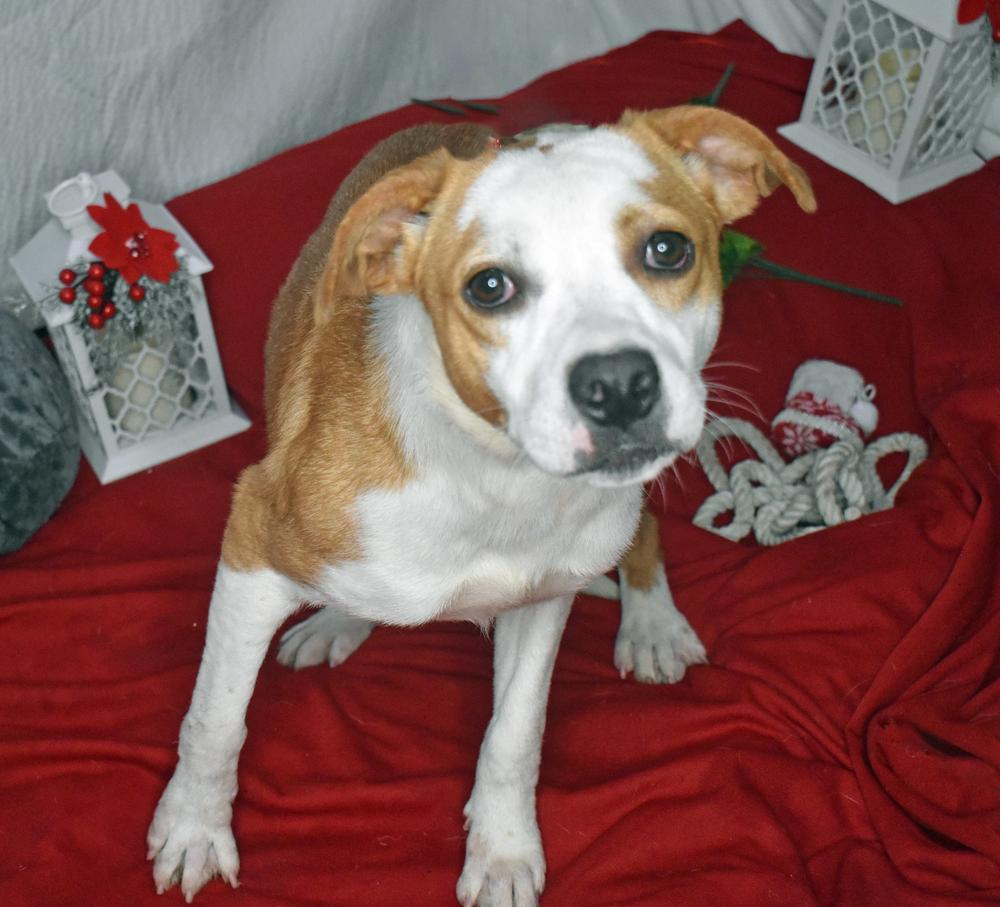 Enlarge Dorothy, a Adoptable mixed breed in Monroe, LA image 2/2