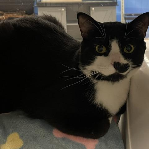 Enlarge Cricket, a Adoptable Domestic Short Hair in Downers Grove, IL image 1/1