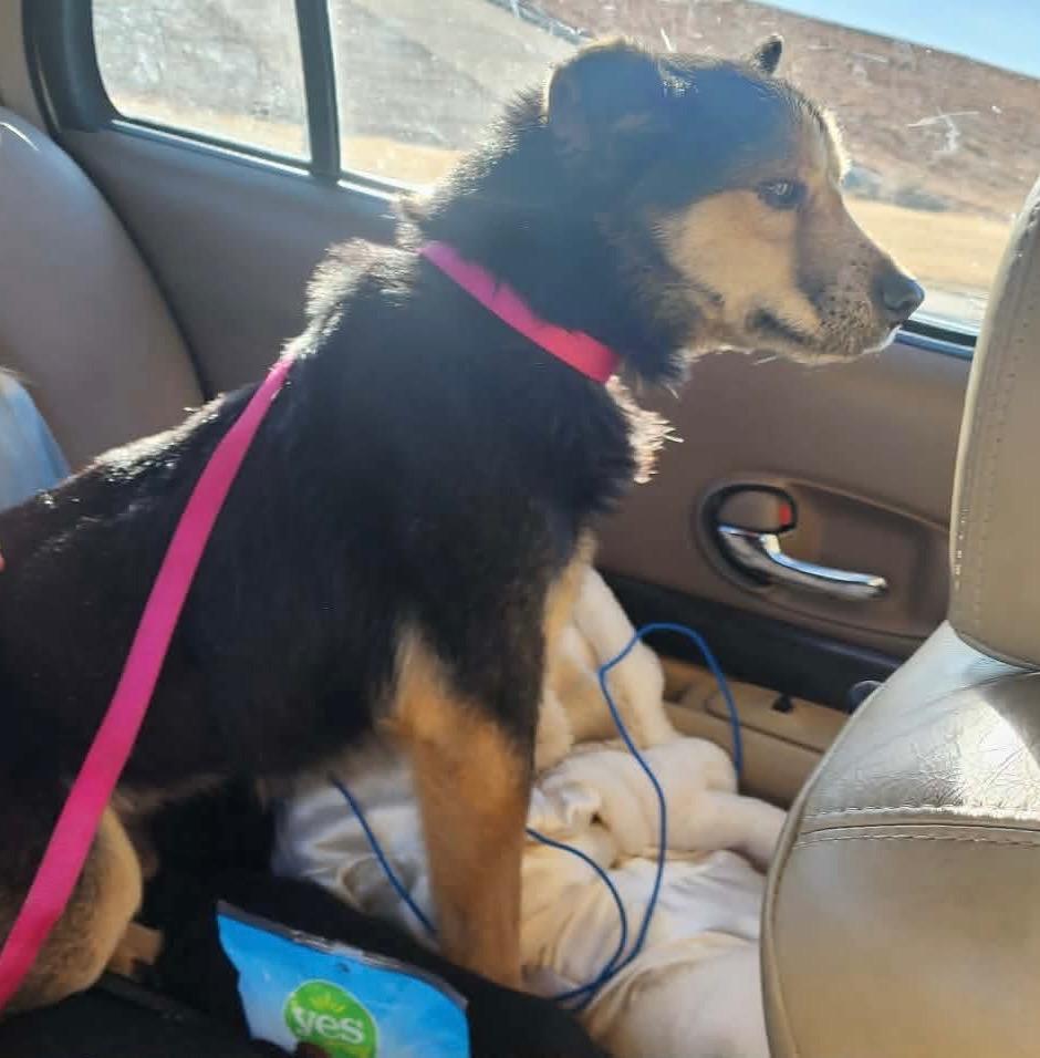 Enlarge Felix, a Adoptable mixed breed in Tucumcari, NM image 1/3